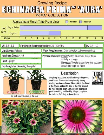 Echinacea PRIMA™ 'Aura' - Growing Recipe