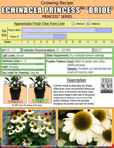 Echinacea PRINCESS™ 'Bride' - Growing Recipe