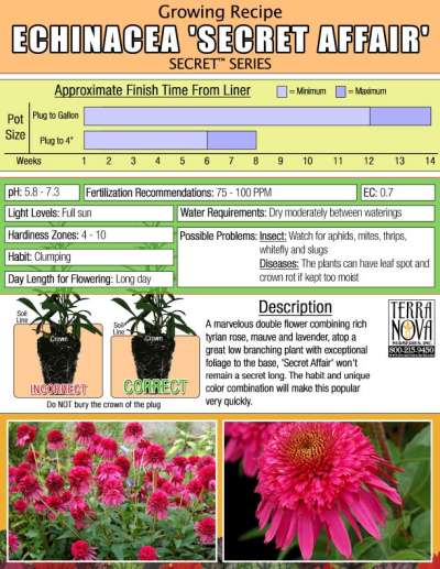 Echinacea 'Secret Affair' - Growing Recipe