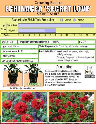 Echinacea 'Secret Love' - Growing Recipe