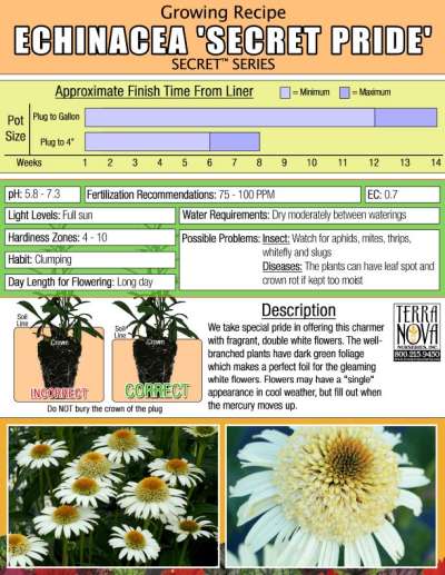 Echinacea 'Secret Pride' - Growing Recipe