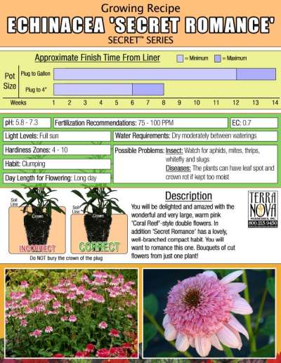 Echinacea 'Secret Romance' - Growing Recipe