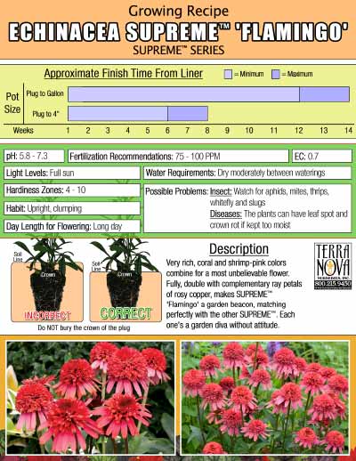 Echinacea SUPREME™ 'Flamingo' - Growing Recipe