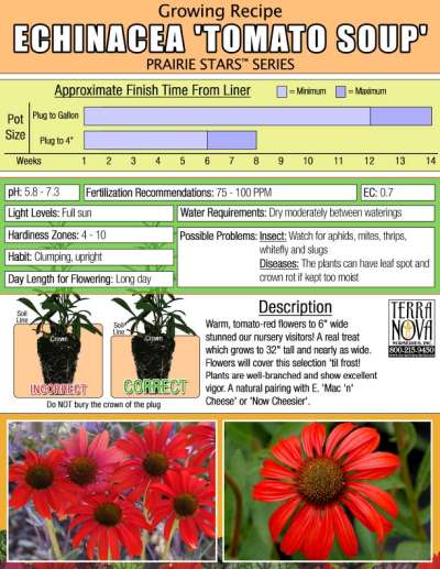 Echinacea 'Tomato Soup' - Growing Recipe