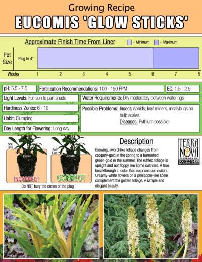 Eucomis 'Glow Sticks' - Growing Recipe