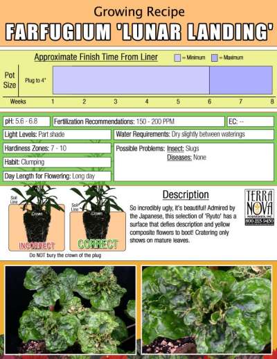 Farfugium 'Lunar Landing' - Growing Recipe