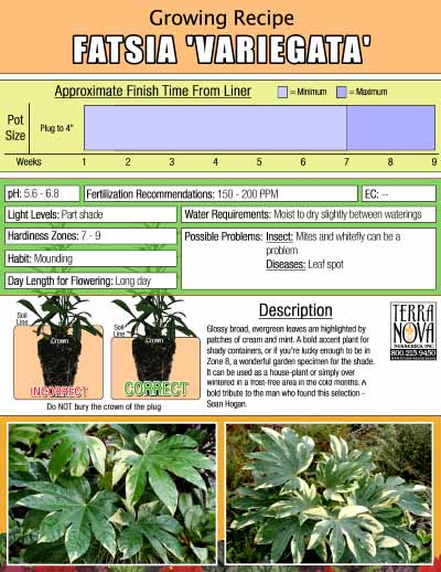 Fatsia 'Variegata' - Growing Recipe