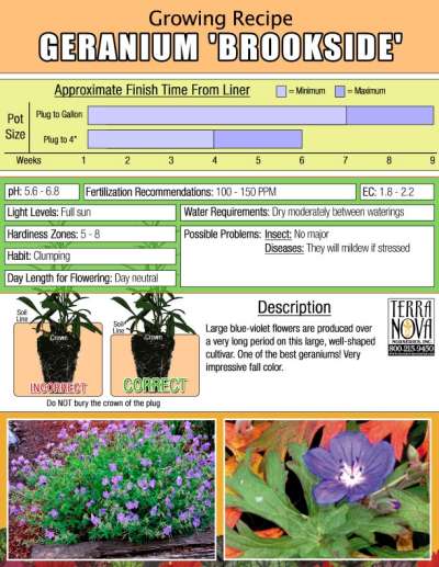 Geranium 'Brookside' - Growing Recipe