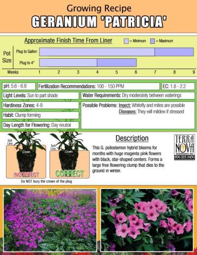 Geranium 'Patricia' - Growing Recipe