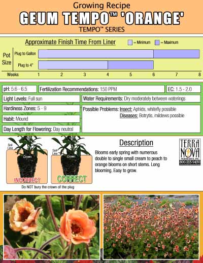 Geum TEMPO™ 'Orange' - Growing Recipe