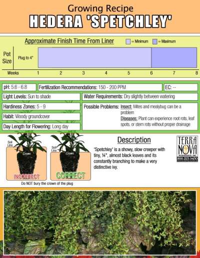 Hedera 'Spetchley' - Growing Recipe