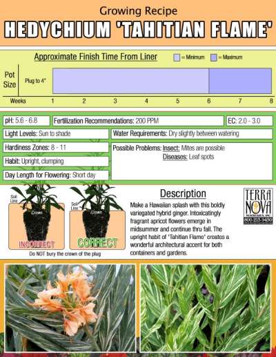 Hedychium 'Tahitian Flame' - Growing Recipe