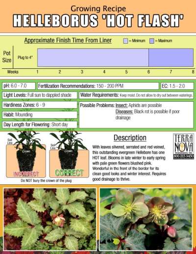 Helleborus 'Hot Flash' - Growing Recipe