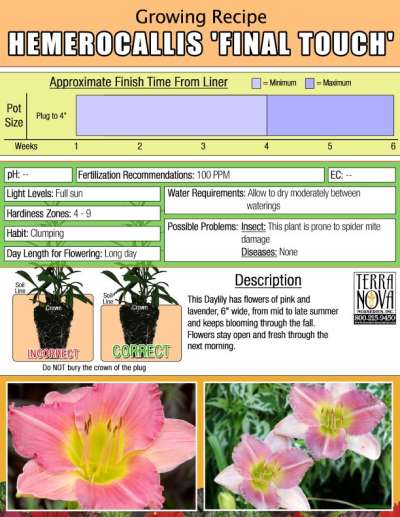 Hemerocallis 'Final Touch' - Growing Recipe