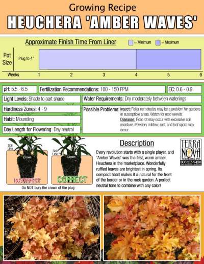 Heuchera 'Amber Waves' - Growing Recipe