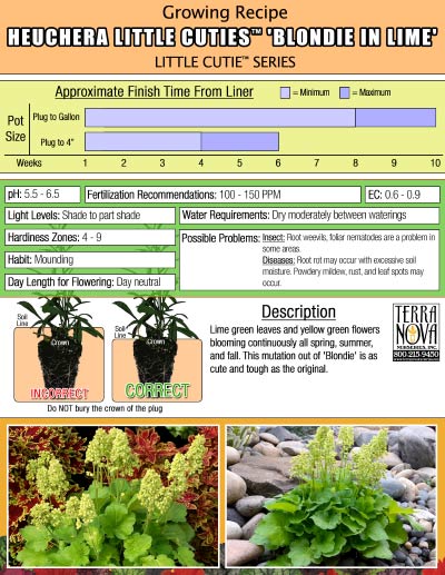 Heuchera LITTLE CUTIES™ 'Blondie in Lime' - Growing Recipe