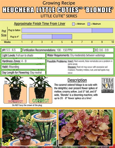 Heuchera LITTLE CUTIES™ 'Blondie' - Growing Recipe