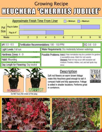 Heuchera 'Cherries Jubilee' - Growing Recipe