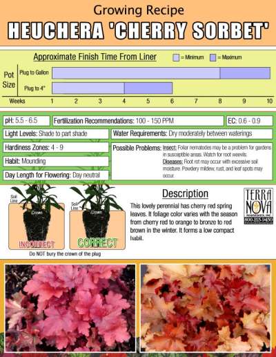 Heuchera 'Cherry Sorbet' - Growing Recipe