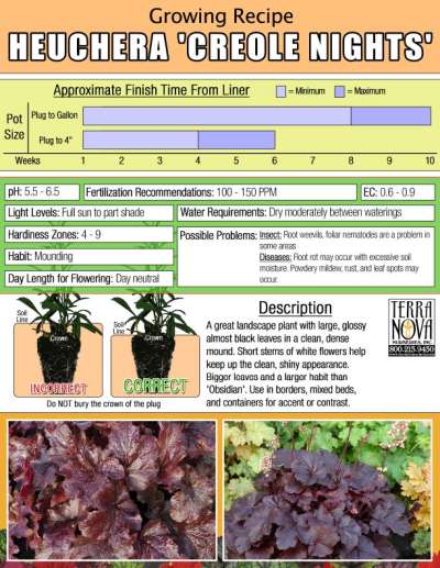 Heuchera 'Creole Nights' - Growing Recipe