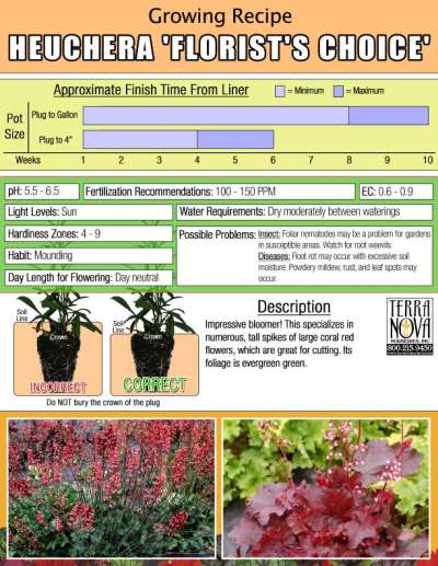 Heuchera 'Florist's Choice' - Growing Recipe