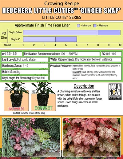 Heuchera LITTLE CUTIES™ 'Ginger Snap' - Growing Recipe