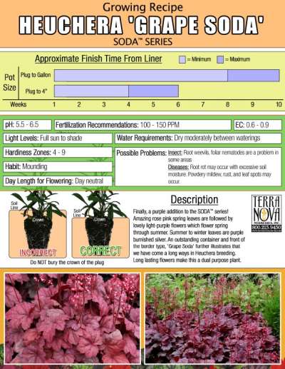 Heuchera 'Grape Soda' - Growing Recipe