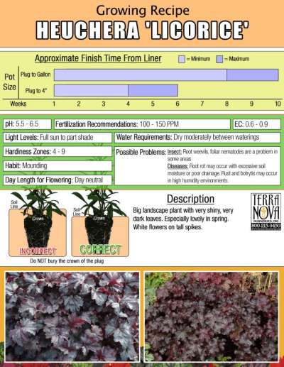 Heuchera 'Licorice' - Growing Recipe