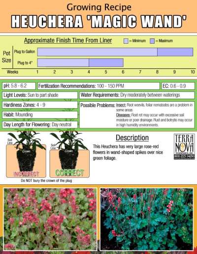 Heuchera 'Magic Wand' - Growing Recipe