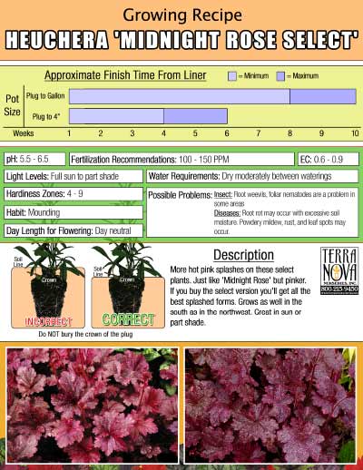 Heuchera 'Midnight Rose Select' - Growing Recipe