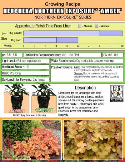 Heuchera NORTHERN EXPOSURE™ 'Amber' - Growing Recipe