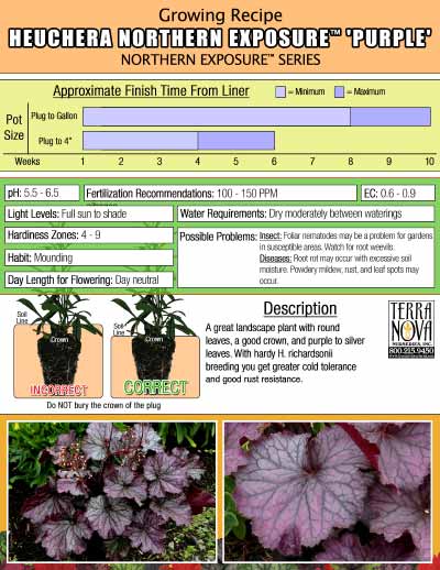 Heuchera NORTHERN EXPOSURE™ 'Purple' - Growing Recipe