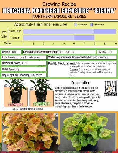 Heuchera NORTHERN EXPOSURE™ 'Sienna' - Growing Recipe