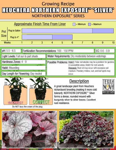 Heuchera NORTHERN EXPOSURE™ 'Silver' - Growing Recipe