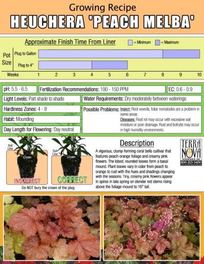 Heuchera 'Peach Melba' - Growing Recipe