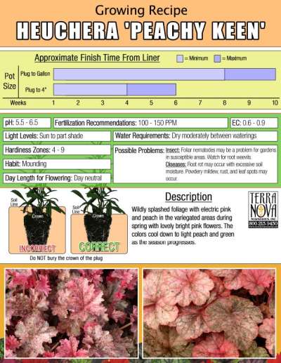 Heuchera 'Peachy Keen' - Growing Recipe