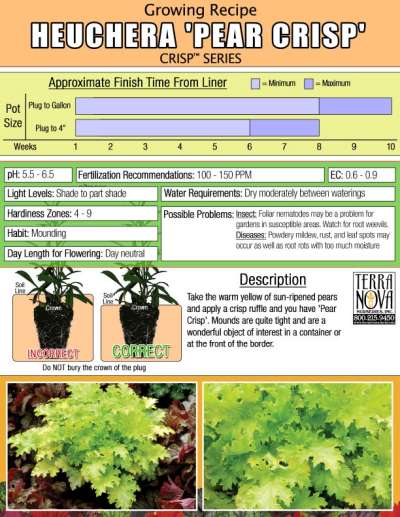 Heuchera 'Pear Crisp' - Growing Recipe