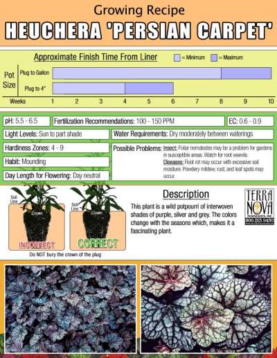 Heuchera 'Persian Carpet' - Growing Recipe