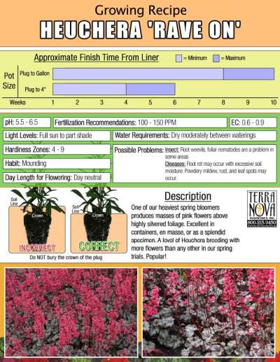 Heuchera 'Rave On' - Growing Recipe