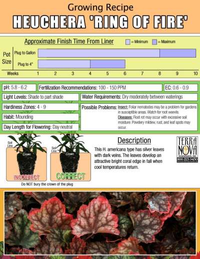 Heuchera 'Ring of Fire' - Growing Recipe