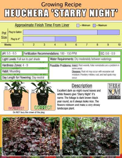 Heuchera 'Starry Night' - Growing Recipe