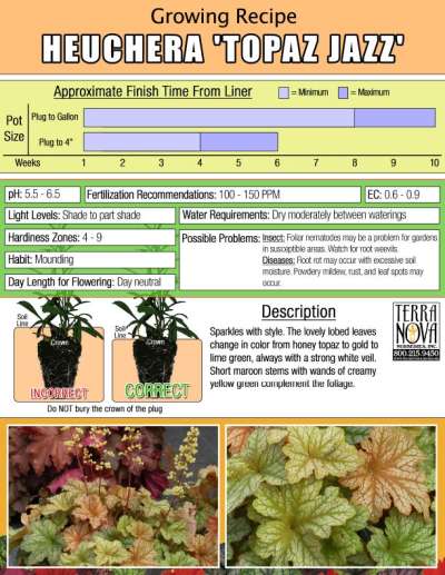 Heuchera 'Topaz Jazz' - Growing Recipe