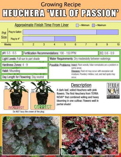 Heuchera 'Veil of Passion' - Growing Recipe