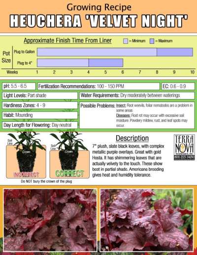 Heuchera 'Velvet Night' - Growing Recipe