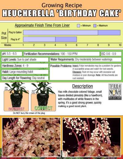 Heucherella 'Birthday Cake' - Growing Recipe