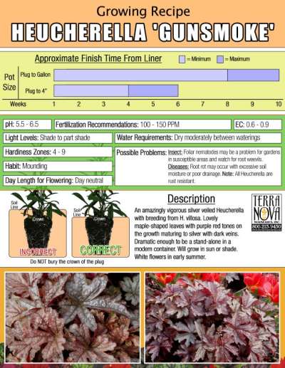 Heucherella 'Gunsmoke' - Growing Recipe