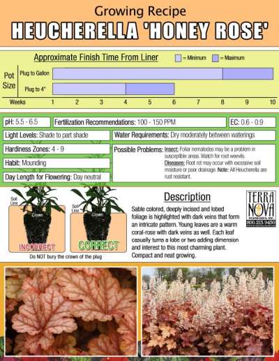 Heucherella 'Honey Rose' - Growing Recipe