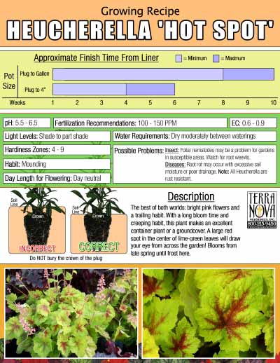 Heucherella 'Hot Spot' - Growing Recipe