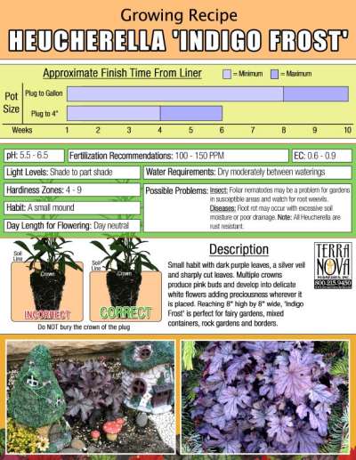 Heucherella 'Indigo Frost' - Growing Recipe