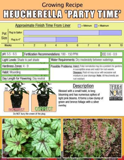 Heucherella 'Party Time' - Growing Recipe